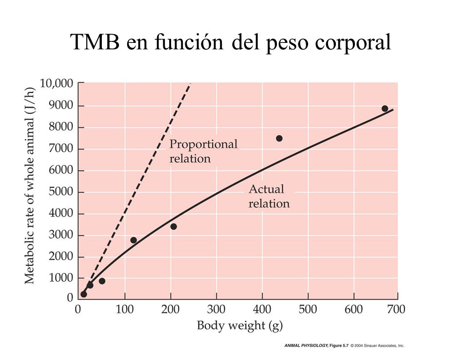 TMB en función del peso corporal