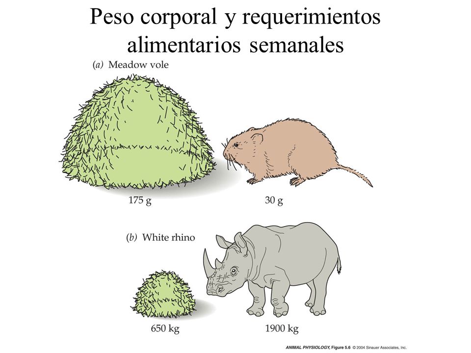 Peso corporal y requerimientos alimentarios semanales