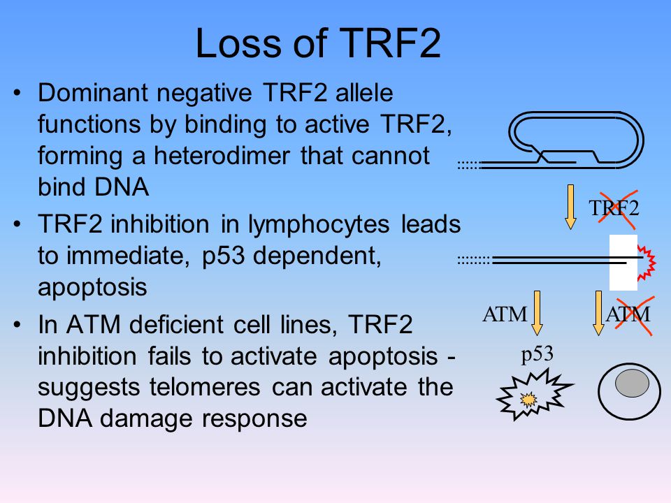 Loss of TRF2 Dominant negative TRF2 allele functions by binding to active TRF2, forming a heterodimer that cannot bind DNA.