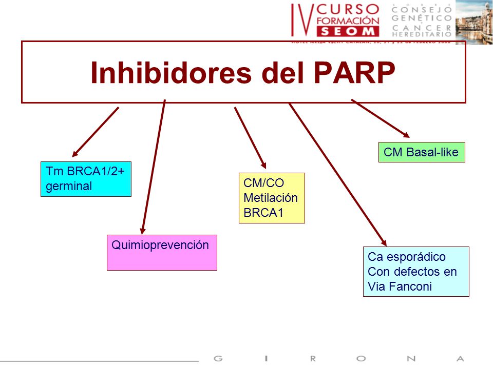 Inhibidores del PARP CM Basal-like Tm BRCA1/2+ germinal CM/CO