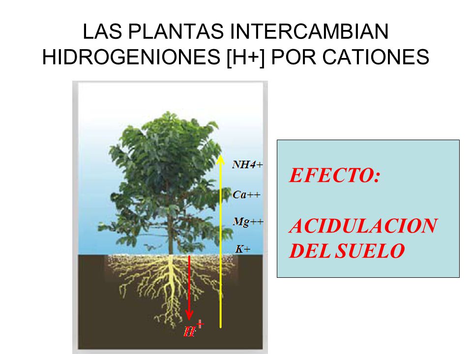 LAS PLANTAS INTERCAMBIAN HIDROGENIONES [H+] POR CATIONES