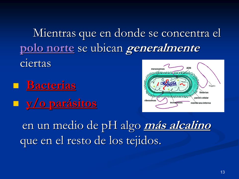 en un medio de pH algo más alcalino que en el resto de los tejidos.