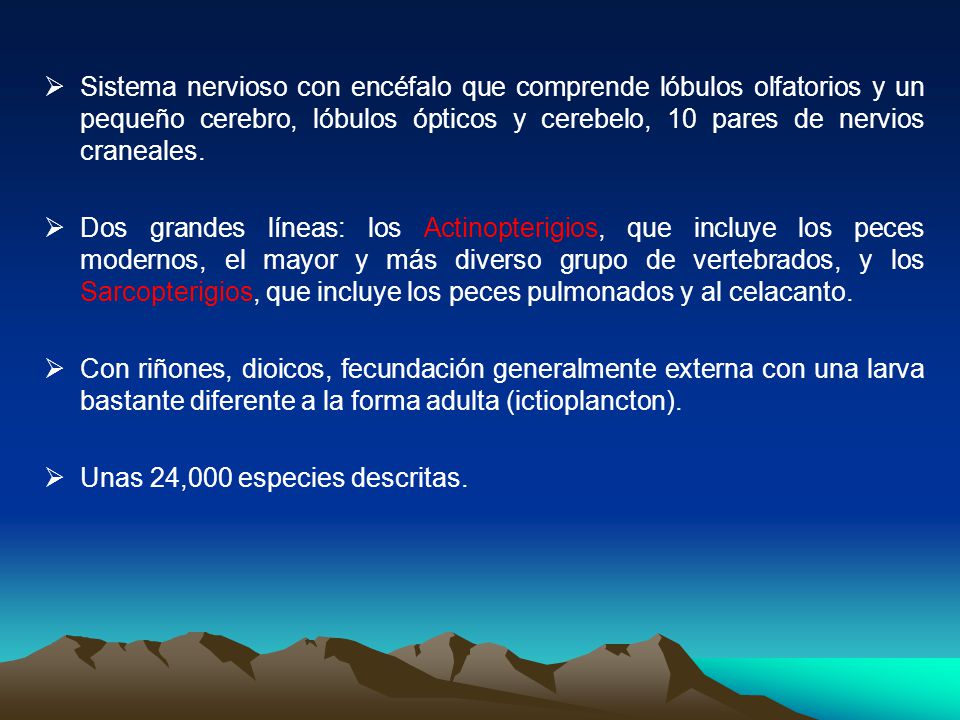 Sistema nervioso con encéfalo que comprende lóbulos olfatorios y un pequeño cerebro, lóbulos ópticos y cerebelo, 10 pares de nervios craneales.