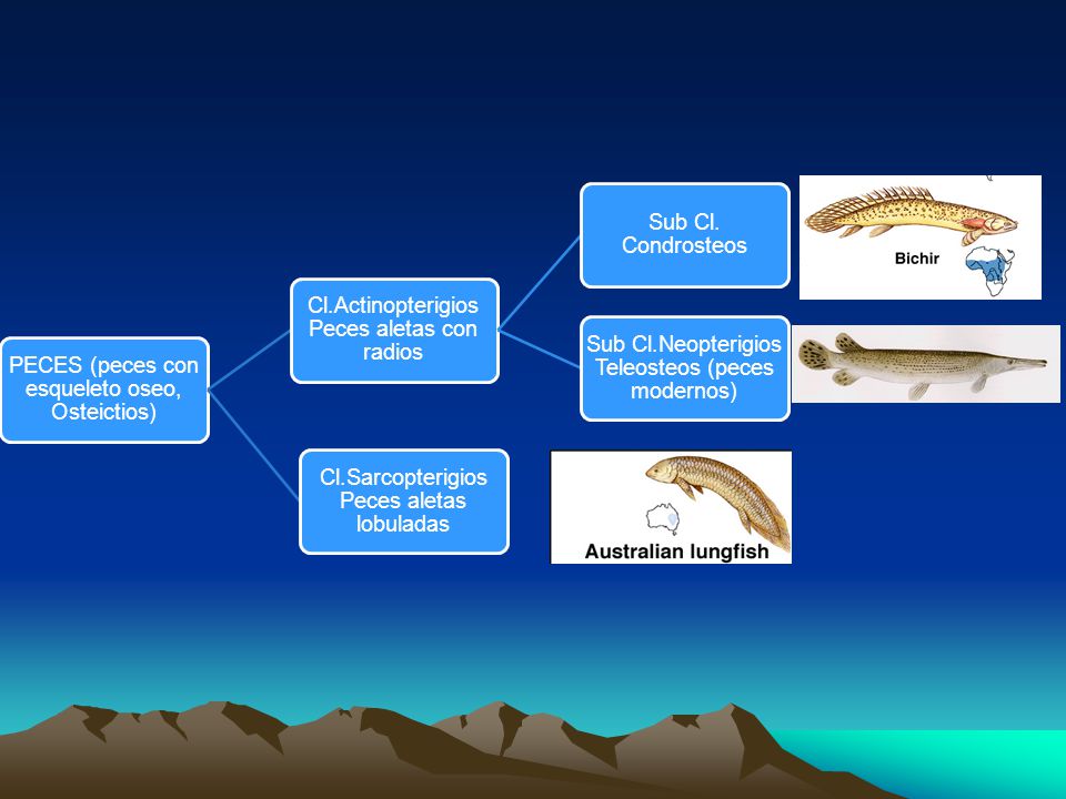 PECES (peces con esqueleto oseo, Osteictios)