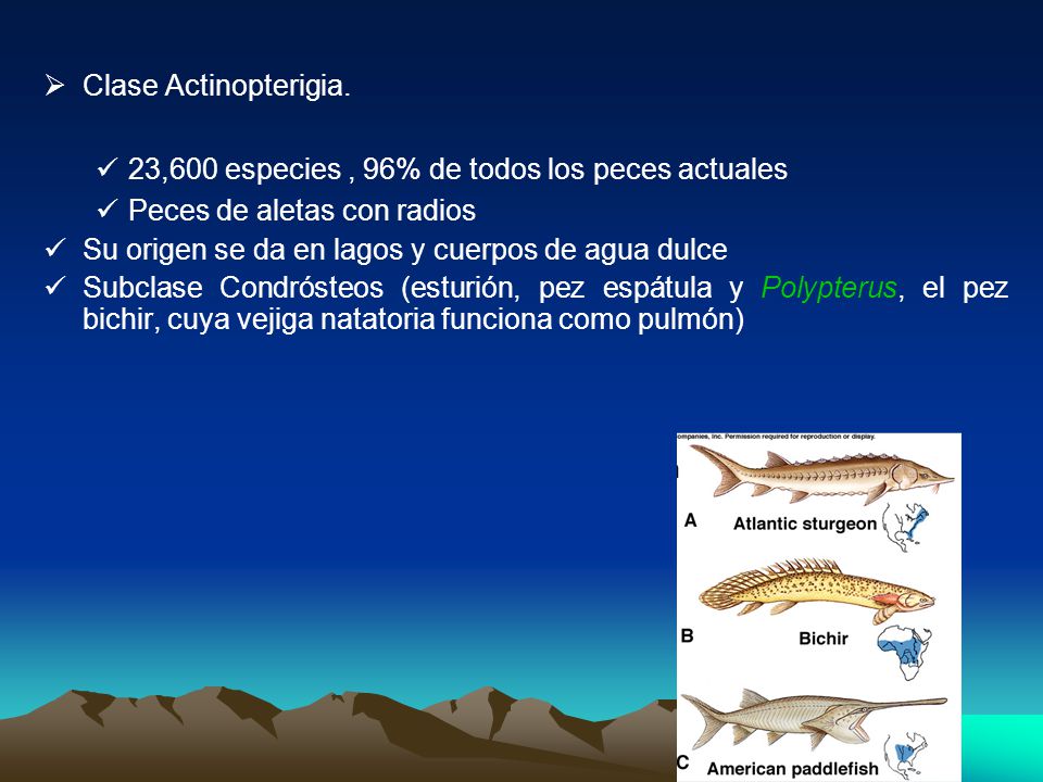 Clase Actinopterigia. 23,600 especies , 96% de todos los peces actuales. Peces de aletas con radios.