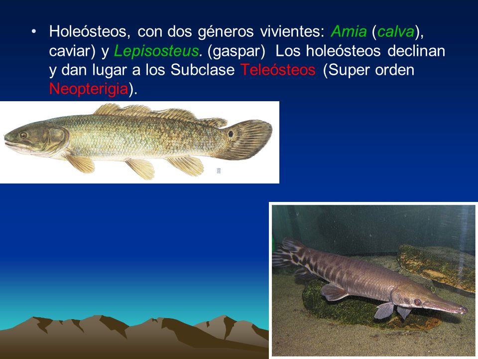 Holeósteos, con dos géneros vivientes: Amia (calva), caviar) y Lepisosteus.