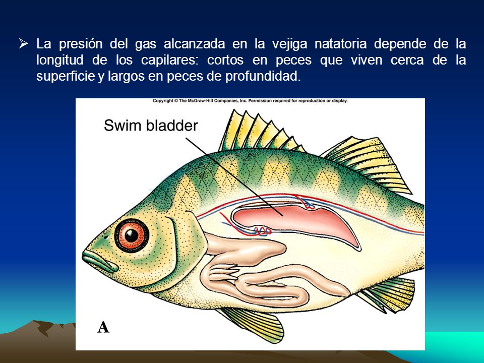 La presión del gas alcanzada en la vejiga natatoria depende de la longitud de los capilares: cortos en peces que viven cerca de la superficie y largos en peces de profundidad.