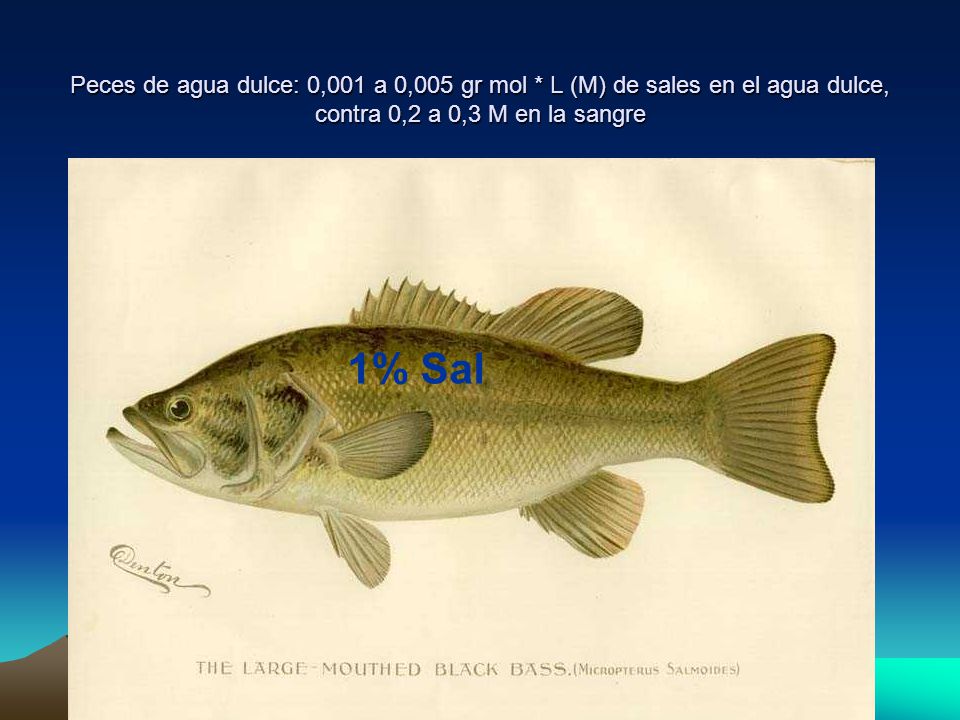 Regulación Osmótica. Peces de agua dulce: 0,001 a 0,005 gr mol