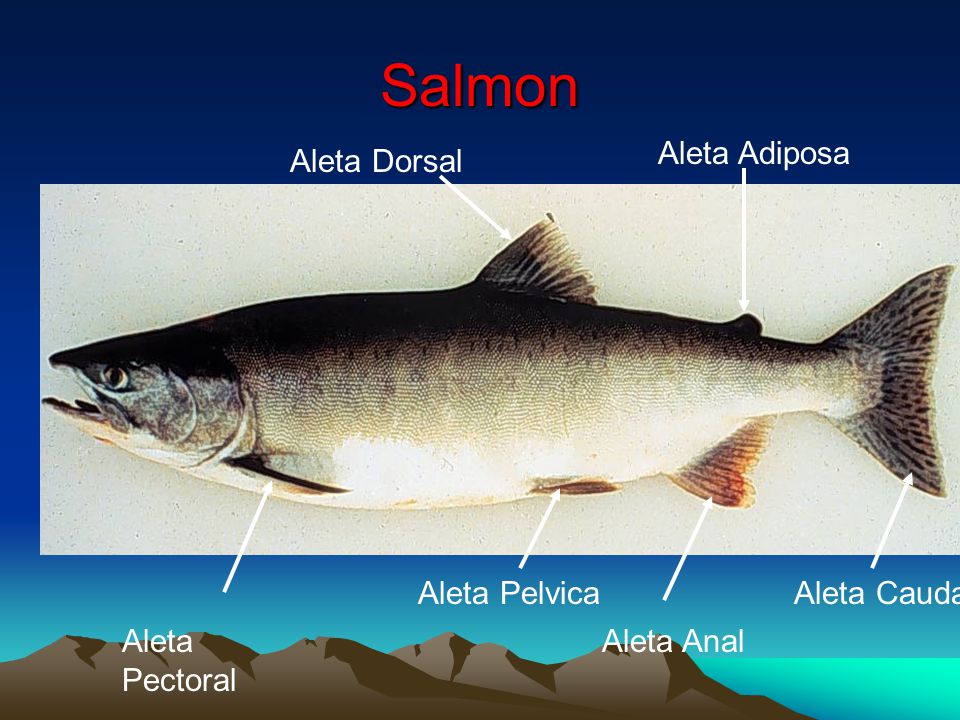 Salmon Aleta Adiposa Aleta Dorsal Aleta Caudal Aleta Pectoral