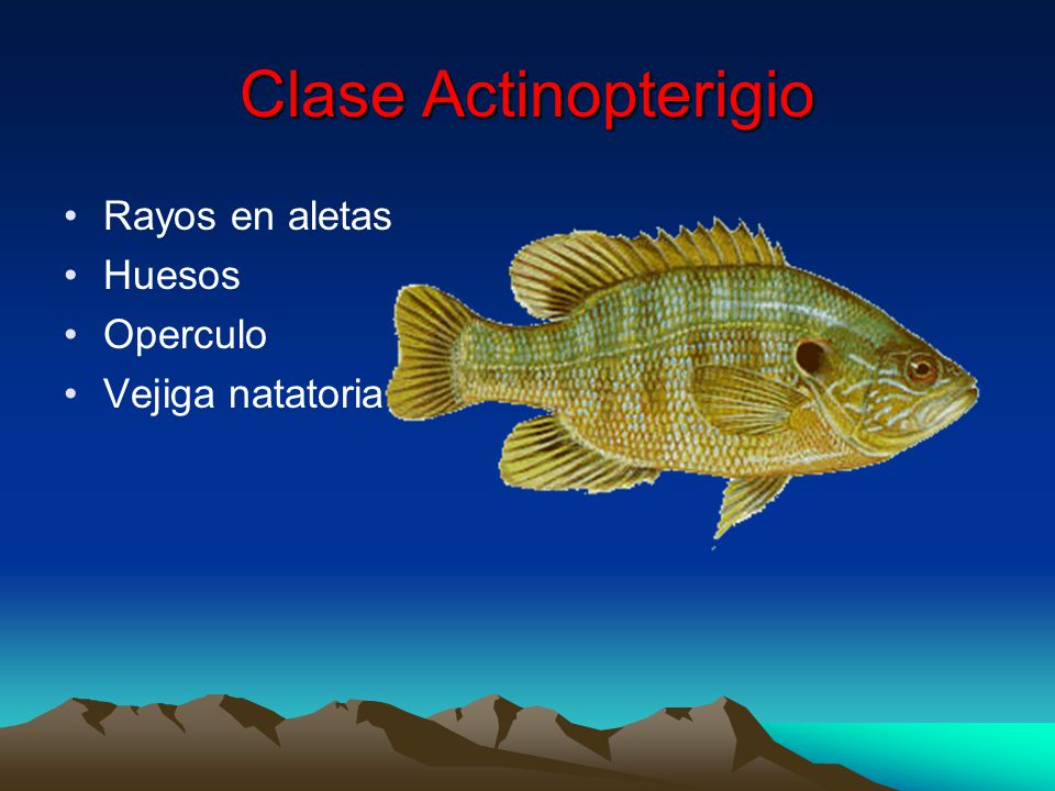Clase Actinopterigio Rayos en aletas Huesos Operculo Vejiga natatoria