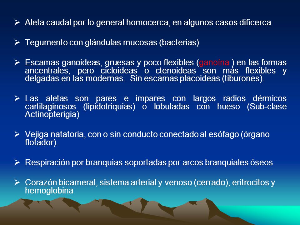 Aleta caudal por lo general homocerca, en algunos casos dificerca