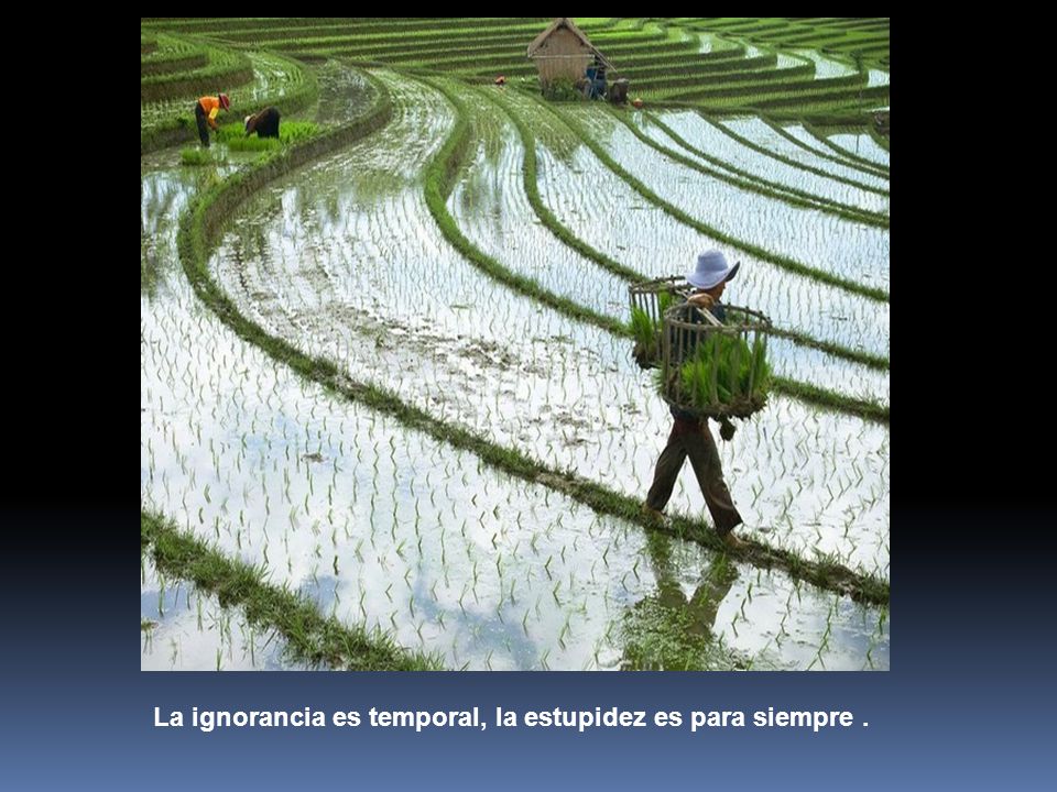 La ignorancia es temporal, la estupidez es para siempre .