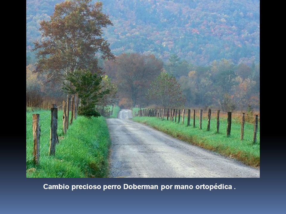 Cambio precioso perro Doberman por mano ortopédica .