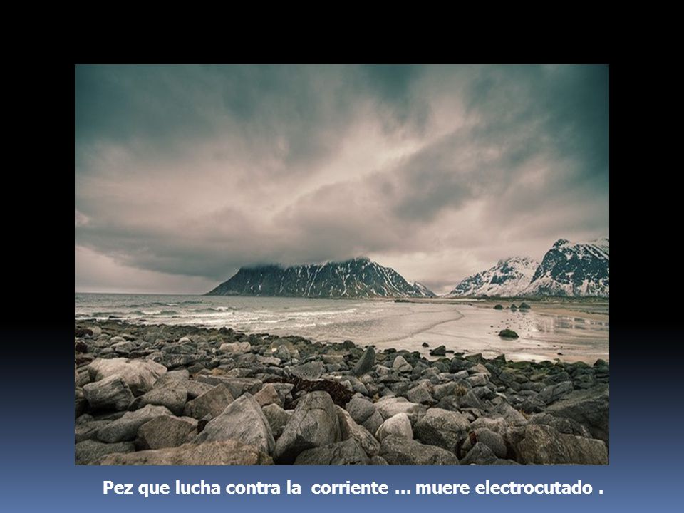 Pez que lucha contra la corriente ... muere electrocutado .