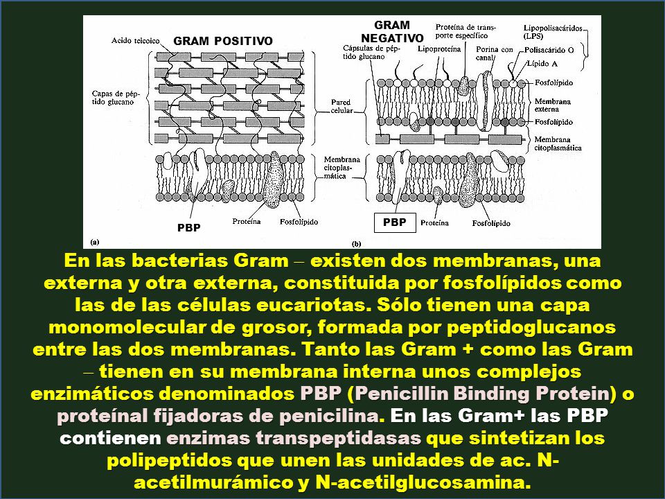 GRAM NEGATIVO GRAM POSITIVO. PBP. PBP.