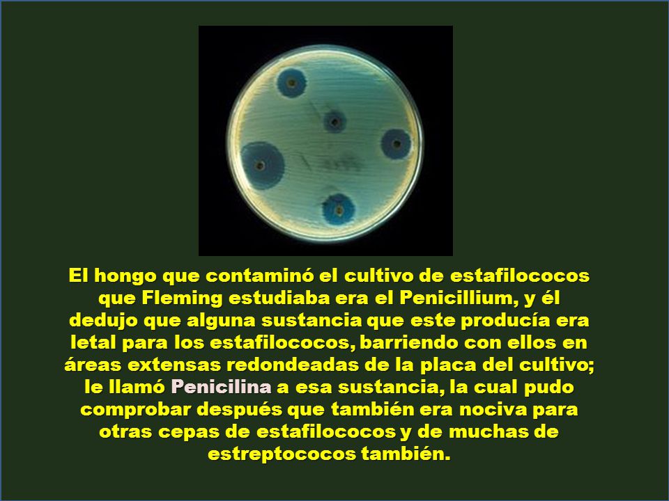El hongo que contaminó el cultivo de estafilococos que Fleming estudiaba era el Penicillium, y él dedujo que alguna sustancia que este producía era letal para los estafilococos, barriendo con ellos en áreas extensas redondeadas de la placa del cultivo; le llamó Penicilina a esa sustancia, la cual pudo comprobar después que también era nociva para otras cepas de estafilococos y de muchas de estreptococos también.