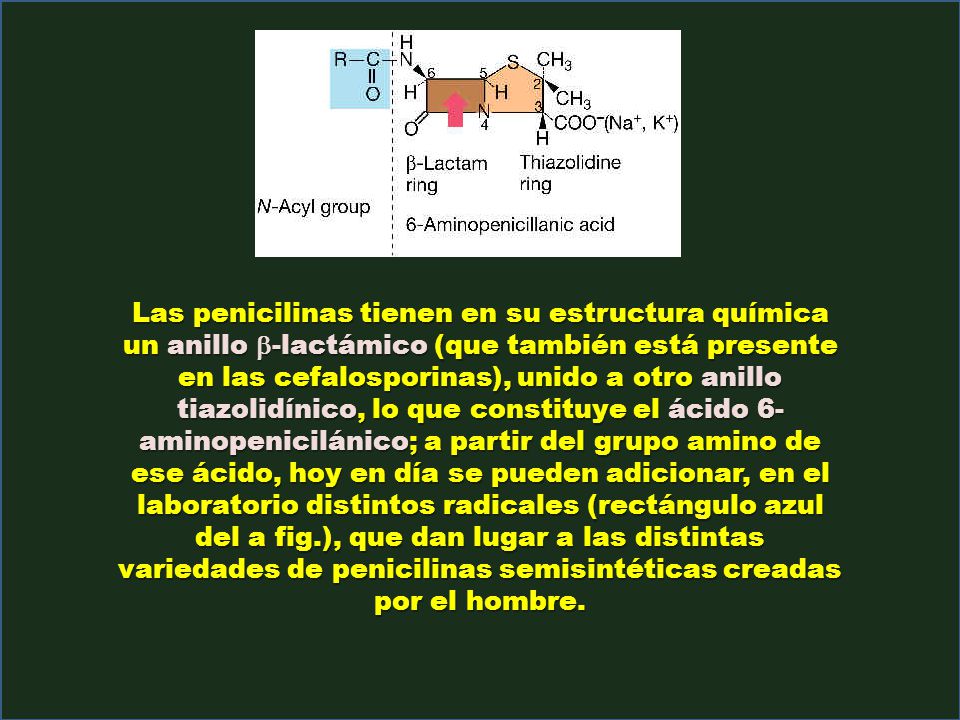 Las penicilinas tienen en su estructura química un anillo b-lactámico (que también está presente en las cefalosporinas), unido a otro anillo tiazolidínico, lo que constituye el ácido 6-aminopenicilánico; a partir del grupo amino de ese ácido, hoy en día se pueden adicionar, en el laboratorio distintos radicales (rectángulo azul del a fig.), que dan lugar a las distintas variedades de penicilinas semisintéticas creadas por el hombre.