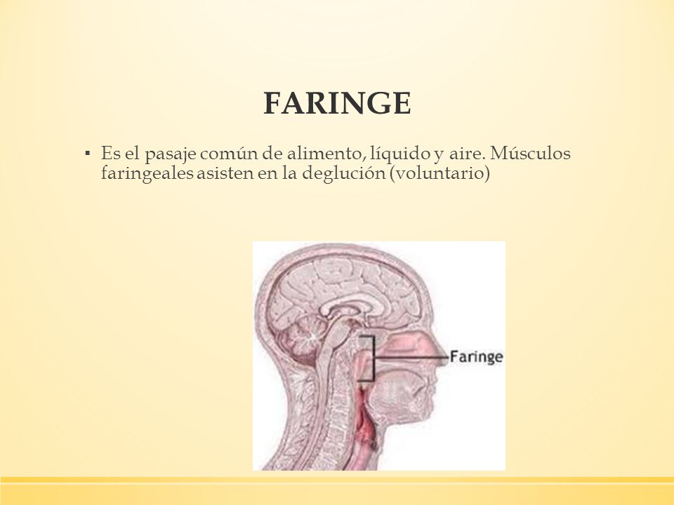 FARINGE Es el pasaje común de alimento, líquido y aire.