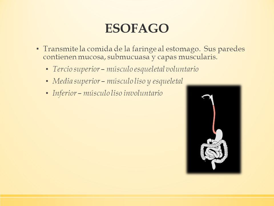 ESOFAGO Transmite la comida de la faringe al estomago. Sus paredes contienen mucosa, submucuasa y capas muscularis.