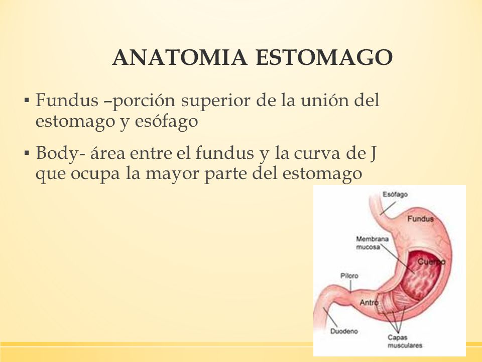 ANATOMIA ESTOMAGO Fundus –porción superior de la unión del estomago y esófago.