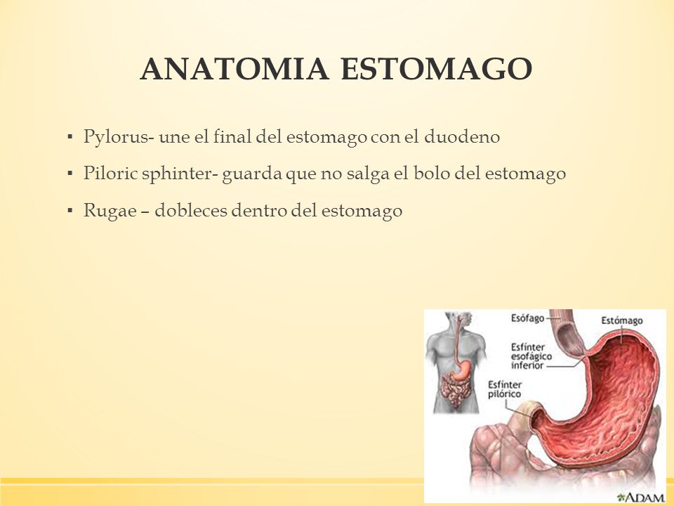 ANATOMIA ESTOMAGO Pylorus- une el final del estomago con el duodeno