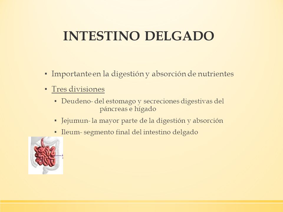INTESTINO DELGADO Importante en la digestión y absorción de nutrientes