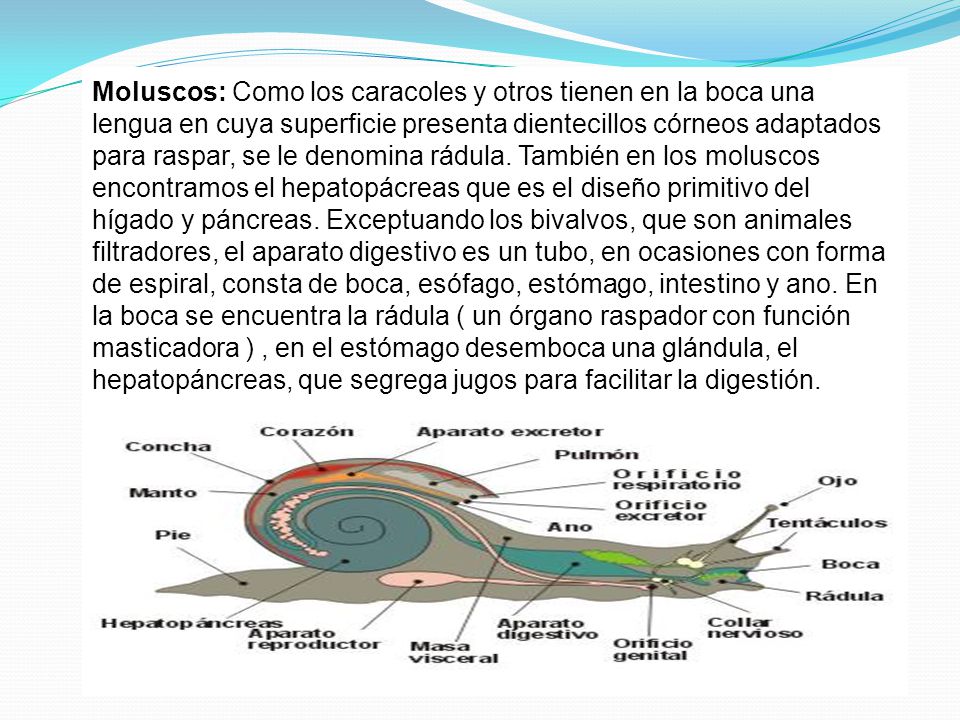 Moluscos: Como los caracoles y otros tienen en la boca una lengua en cuya superficie presenta dientecillos córneos adaptados para raspar, se le denomina rádula.