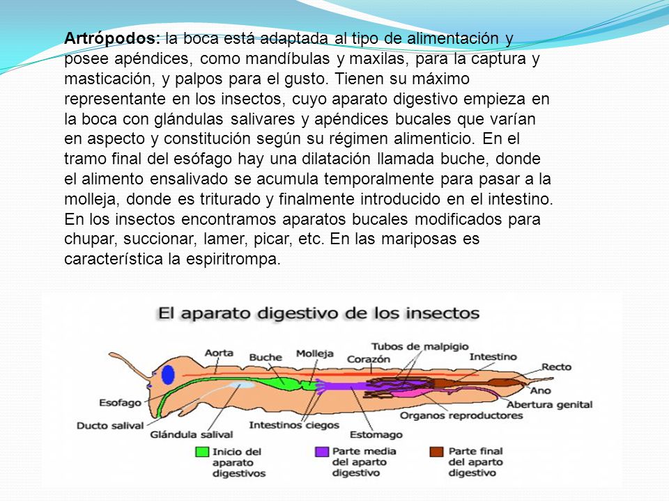 Artrópodos: la boca está adaptada al tipo de alimentación y posee apéndices, como mandíbulas y maxilas, para la captura y masticación, y palpos para el gusto.