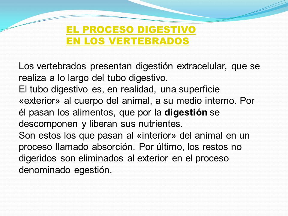EL PROCESO DIGESTIVO EN LOS VERTEBRADOS