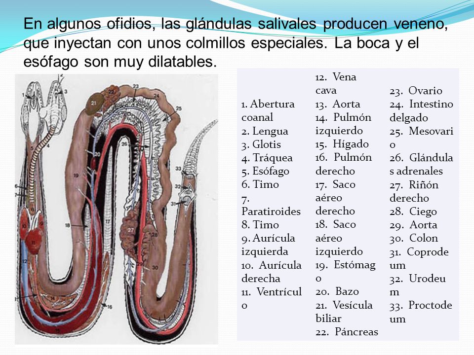En algunos ofidios, las glándulas salivales producen veneno, que inyectan con unos colmillos especiales. La boca y el esófago son muy dilatables.