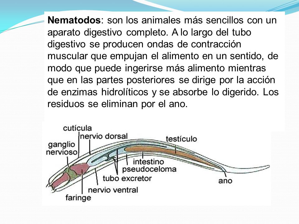 Nematodos: son los animales más sencillos con un aparato digestivo completo. A lo largo del tubo digestivo se producen ondas de contracción muscular que empujan el alimento en un sentido, de modo que puede ingerirse más alimento mientras que en las partes posteriores se dirige por la acción de enzimas hidrolíticos y se absorbe lo digerido. Los residuos se eliminan por el ano.