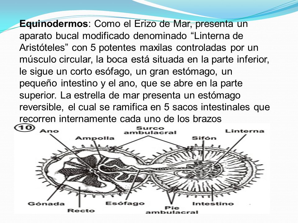 Equinodermos: Como el Erizo de Mar, presenta un aparato bucal modificado denominado Linterna de Aristóteles con 5 potentes maxilas controladas por un músculo circular, la boca está situada en la parte inferior, le sigue un corto esófago, un gran estómago, un pequeño intestino y el ano, que se abre en la parte superior.