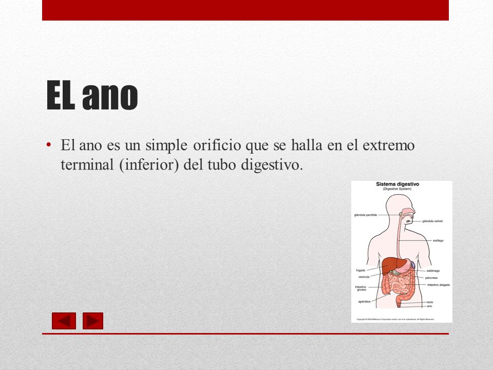 EL ano El ano es un simple orificio que se halla en el extremo terminal (inferior) del tubo digestivo.