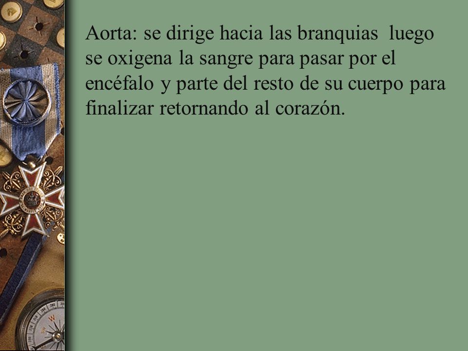 Aorta: se dirige hacia las branquias luego se oxigena la sangre para pasar por el encéfalo y parte del resto de su cuerpo para finalizar retornando al corazón.