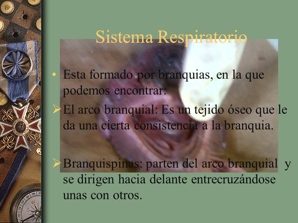 Sistema Respiratorio Esta formado por branquias, en la que podemos encontrar:
