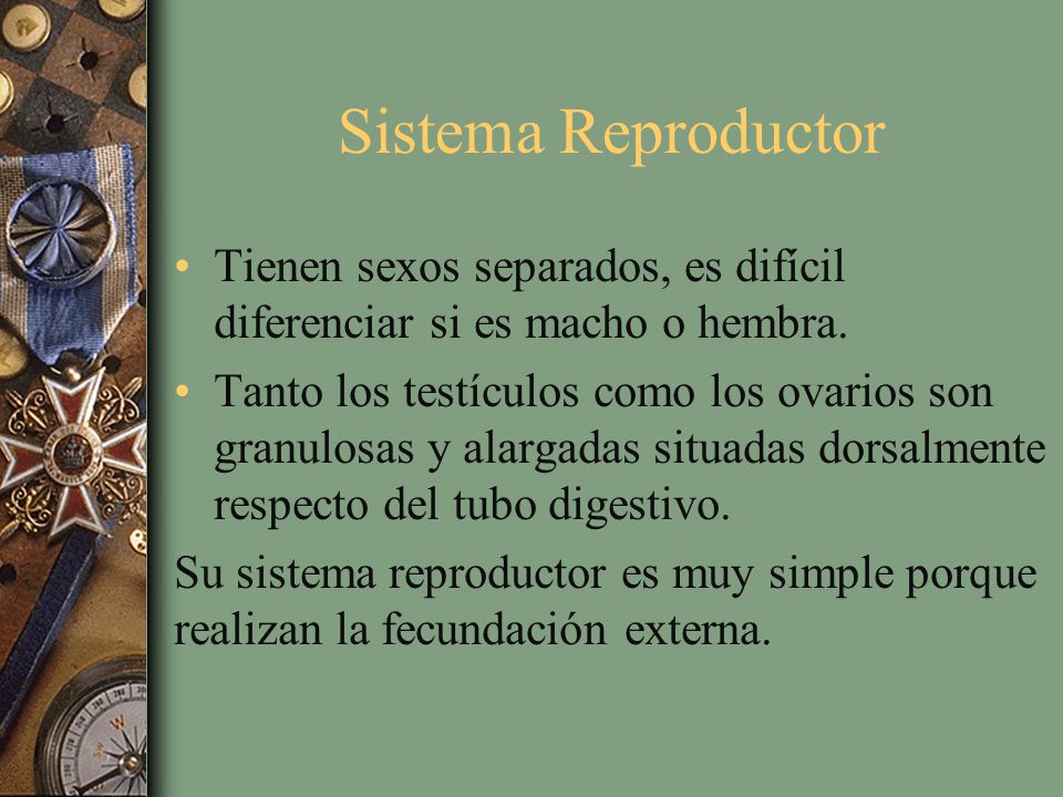Sistema Reproductor Tienen sexos separados, es difícil diferenciar si es macho o hembra.
