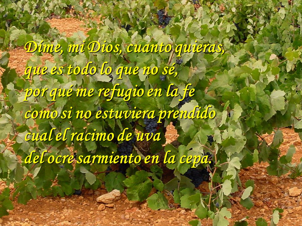 Díme, mi Dios, cuanto quieras, que es todo lo que no sé,