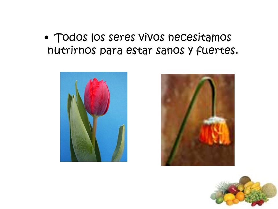 Todos los seres vivos necesitamos nutrirnos para estar sanos y fuertes.