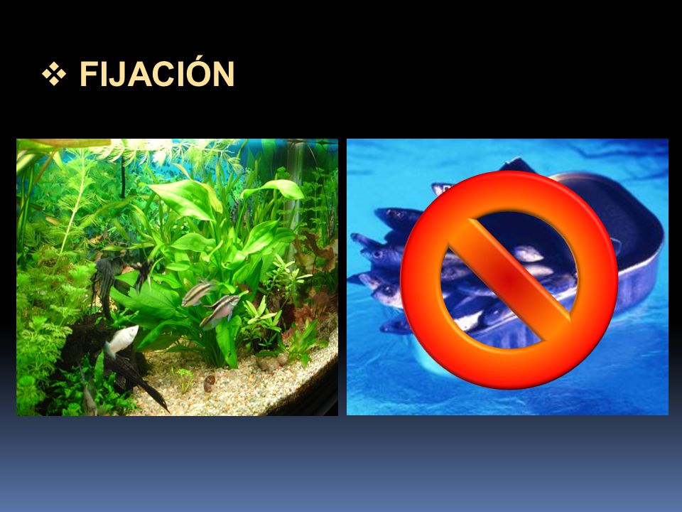 FIJACIÓN