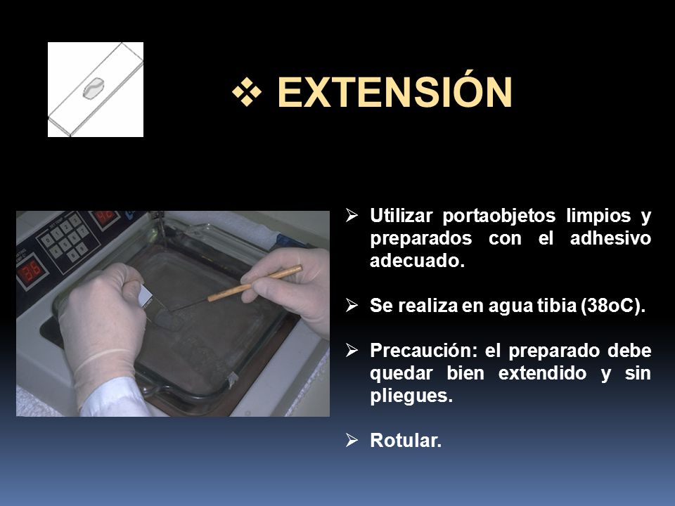 EXTENSIÓN Utilizar portaobjetos limpios y preparados con el adhesivo adecuado. Se realiza en agua tibia (38oC).