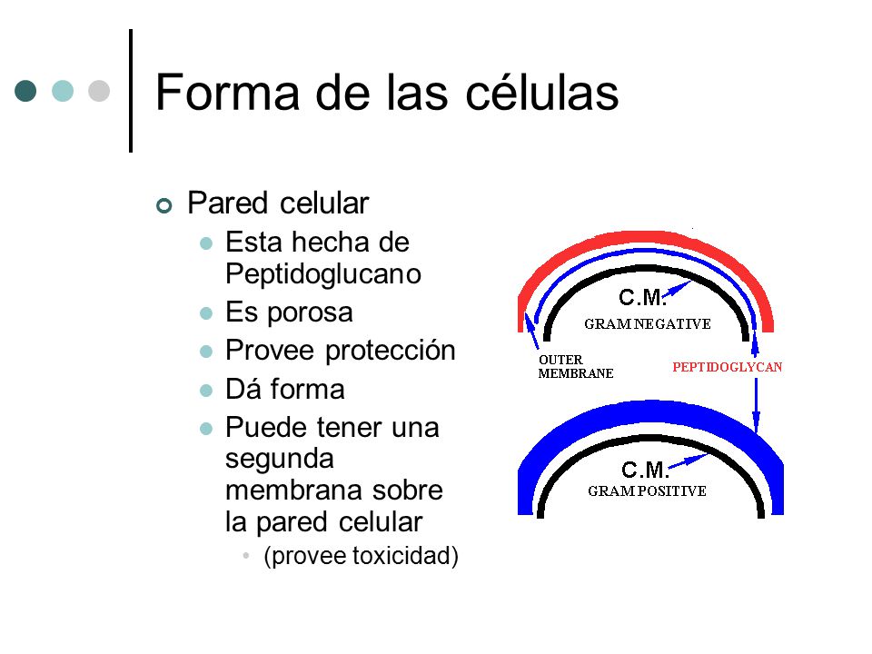 Forma de las células Pared celular Esta hecha de Peptidoglucano
