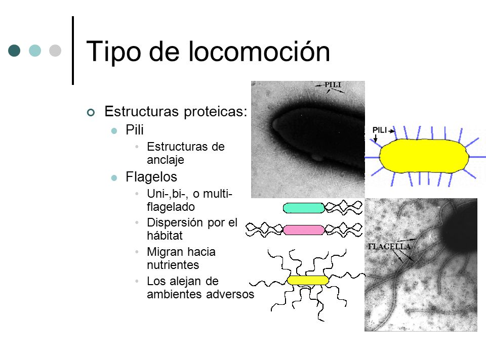Tipo de locomoción Estructuras proteicas: Pili Flagelos