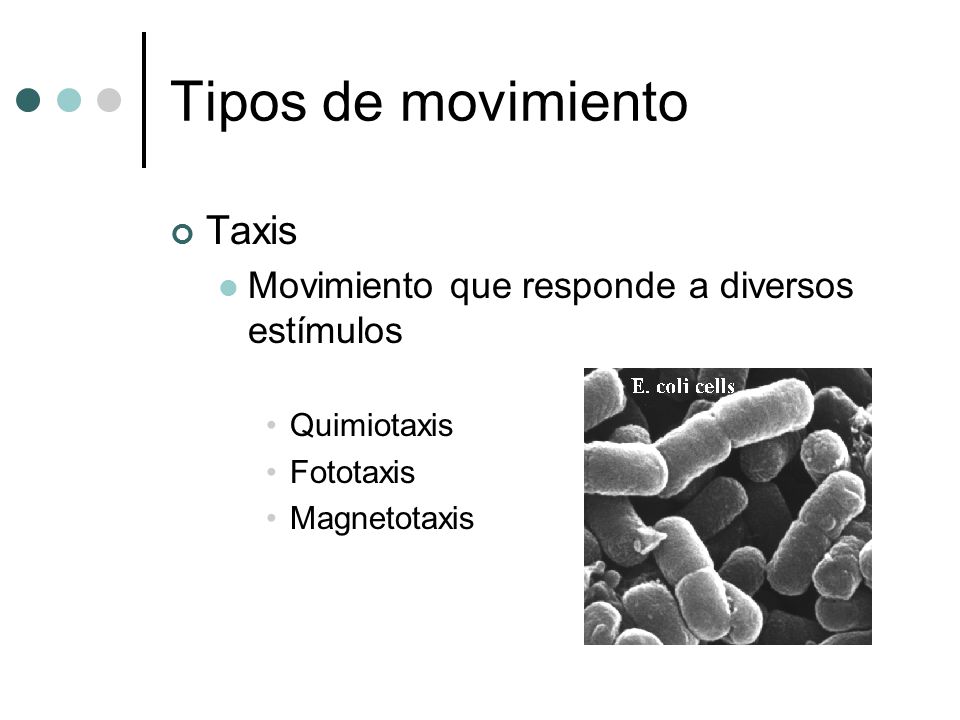 Tipos de movimiento Taxis Movimiento que responde a diversos estímulos