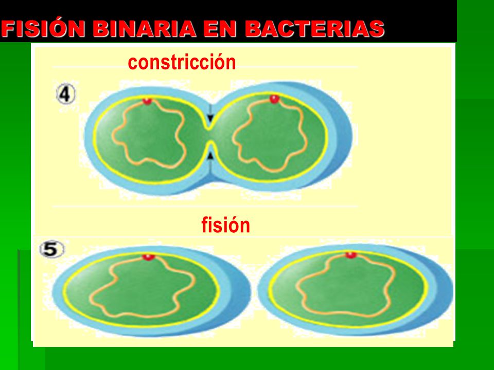 FISIÓN BINARIA EN BACTERIAS