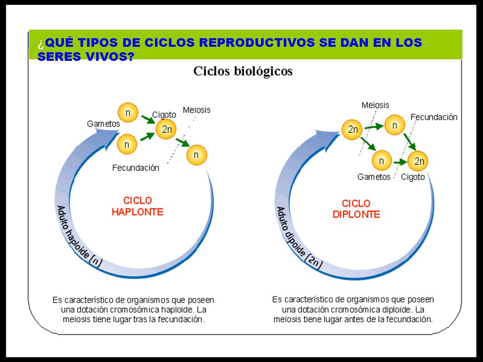 ¿QUÉ TIPOS DE CICLOS REPRODUCTIVOS SE DAN EN LOS SERES VIVOS
