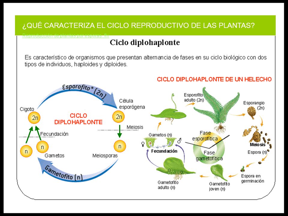 ¿QUÉ CARACTERIZA EL CICLO REPRODUCTIVO DE LAS PLANTAS