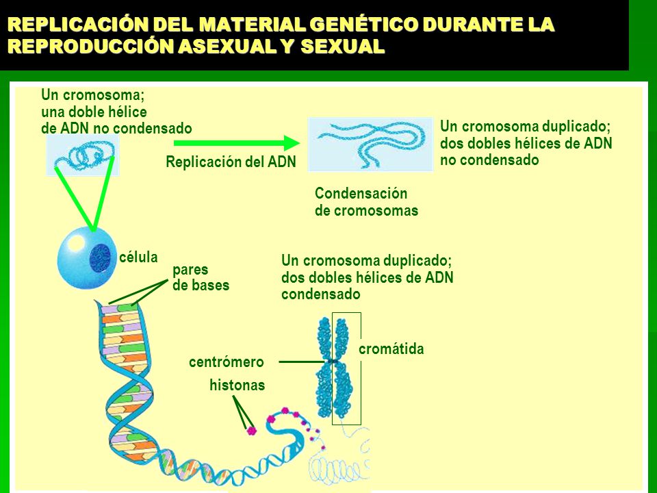 REPLICACIÓN DEL MATERIAL GENÉTICO DURANTE LA REPRODUCCIÓN ASEXUAL Y SEXUAL