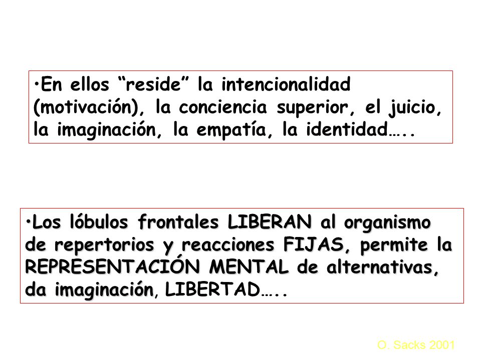En ellos reside la intencionalidad (motivación), la conciencia superior, el juicio, la imaginación, la empatía, la identidad…..