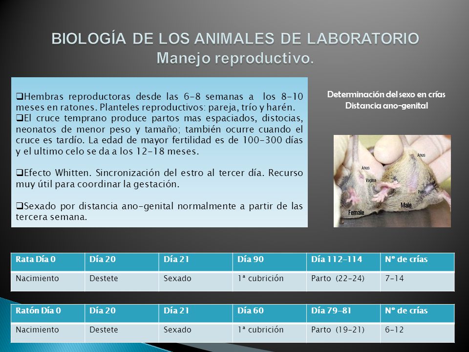 BIOLOGÍA DE LOS ANIMALES DE LABORATORIO Manejo reproductivo.