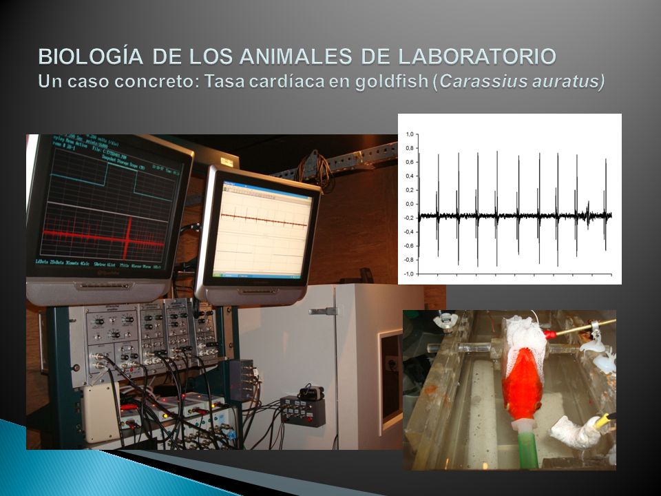 BIOLOGÍA DE LOS ANIMALES DE LABORATORIO Un caso concreto: Tasa cardíaca en goldfish (Carassius auratus)
